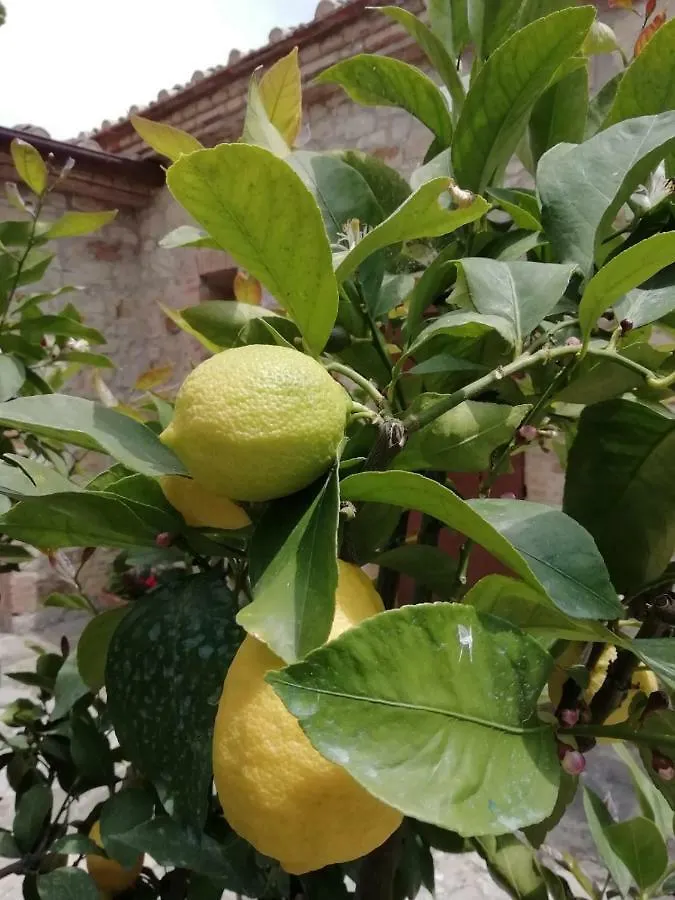 B&B Casagrande Quercegrossa 0*,  Italy